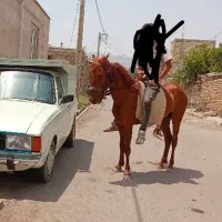 کره اسب 2 ساله نژاد عرب کورد