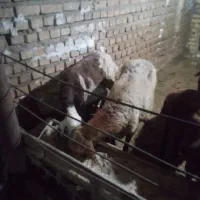 گوسفند