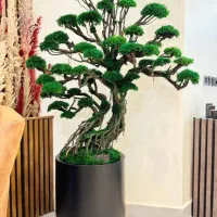 بنسای و درخت جاودان با خزه و گل طبیعی بدون مراقبت