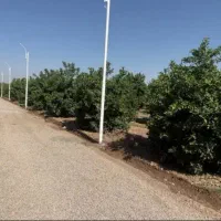 باغچه برقدار 500متری و به بالاتر