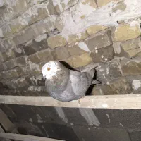 کفتر گمشده|حیوانات|اصفهان, هفتون|دیوار