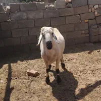 قوچ سفید ابرش همو ژن دار