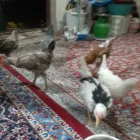 ۷تا مرغ و۱خروس و۱۳تا نیمچه گلین از۵و۳ماه