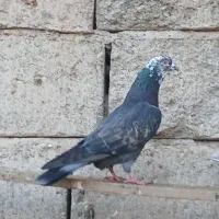 کبوتر بدرنگ و پرشی|پرنده|قیدار, |دیوار