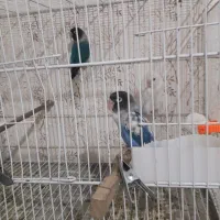 جفت گرینچیک و کوتوله|پرنده|مشهد, مهدی آباد (بلوار توس)|دیوار