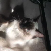 گربه|گربه|خرمشهر, |دیوار