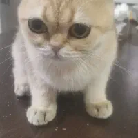 گربه بریتیش ny11 با شناسنامه عقیم شده ماده فروشی