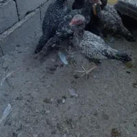 مرغ لاری|حیوانات مزرعه|سراوان, |دیوار