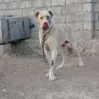 دوعدد نر سرابی|سگ|تبریز, |دیوار