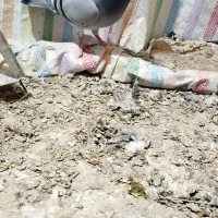 پلاکی
