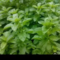تمام محصولات محلی  ارگانیک