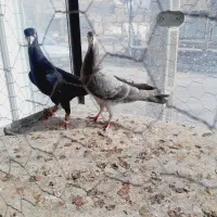 نروماده|حیوانات|تاکستان, |دیوار