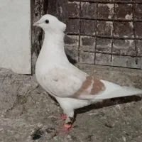 کبوتر آنتیک|پرنده|خرم‌آباد, |دیوار