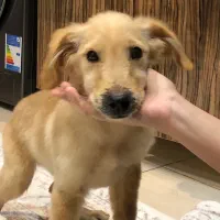 گلدن رتریور دارچینی|سگ|اردبیل, |دیوار