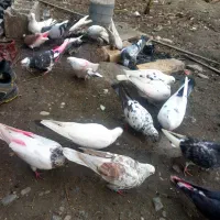 کبوتر۹عدد کبوتر