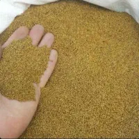 بذر علف یونجه امریکایی|گل و گیاه طبیعی|سراوان, |دیوار