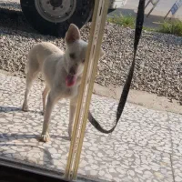 سگ پاکوتا معاوضه|سگ|قائم‌شهر, |دیوار