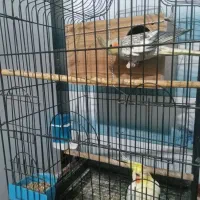 دو عدد عروس هلندی جفت