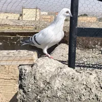 3عدد شامی مصری