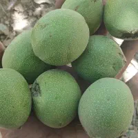 گردو‌کهمان سفارشی