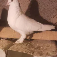 نر دم سیاه  با نر قاره کلافه فروش یا معاوضه