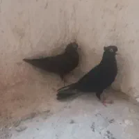 کبوتر
