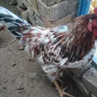 ۴عدد خروس  محلی زیبا
