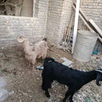 دوعدد کهره ماده خوب فروش فوری