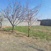 زمین