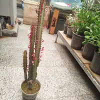 کاکتوس افوربیا