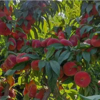 نهالستان بادام و گردو دیر گل در نهالستان زرینه|خدمات باغبانی و درختکاری|میانه, |دیوار