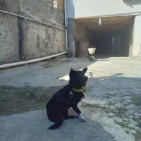 سگ پاکوتاه سایز ریز نر نگهبان واقعی  گرند یک ساله