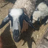 میش شاخی جوان