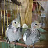 جوجه عروس هلندی