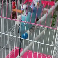 پرنده|پرنده|تهران, زرگنده|دیوار