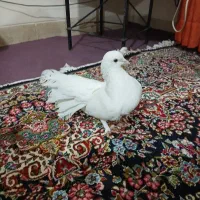 کفتر