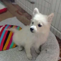 توله پامر روباهی