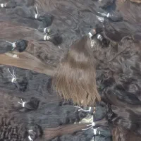 خریدار موهای طبیعی