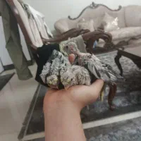 گم شده جفت عروس هلندی