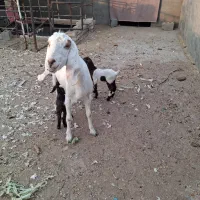 فروشی|حیوانات مزرعه|کویرات, |دیوار