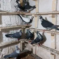 کبوتر  بزک سیاه سینه سفید