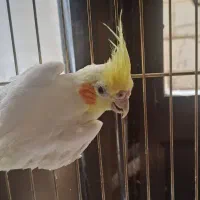 عروس هلندی نر|پرنده|اصفهان, شاه پسند|دیوار