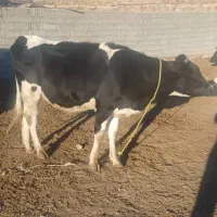 دوعدد گاو هلشتاین ابستن