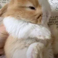 لوپ ومینیاتوری واکسینه بهداشتی|موش و خرگوش|اصفهان, تیران|دیوار