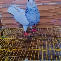 طوقی زاغ دم سفید