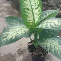دیفن باخیا سطل 7 و سطل 4