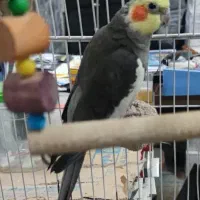 عروس هلندی جفت مولد