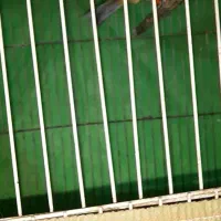 فروش قناری|پرنده|تاکستان, |دیوار