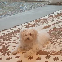 باسلام سگ خونگی شیتزو ماده ۴ماه|سگ|اندیمشک, |دیوار