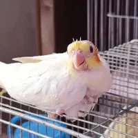 فروش  عروس هلندی